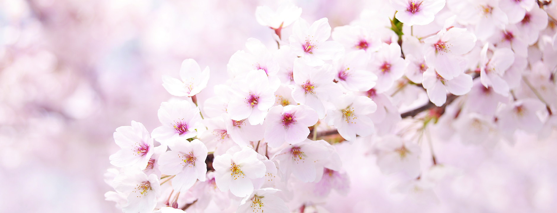 Cherry Blossom – innisfree Australia