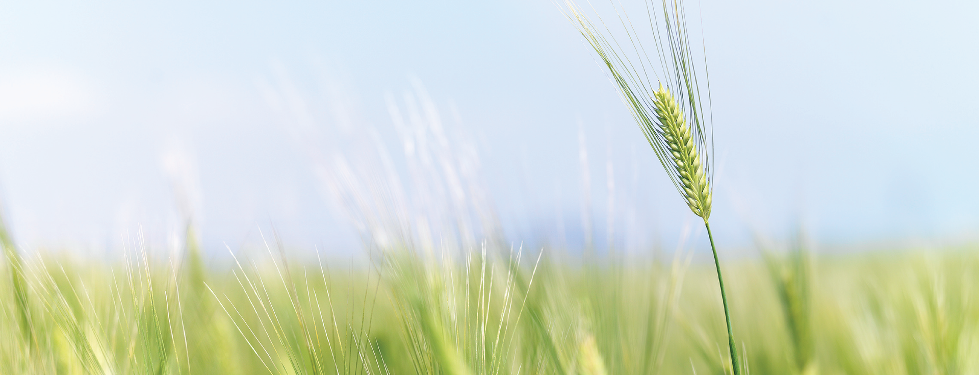 Green Barley